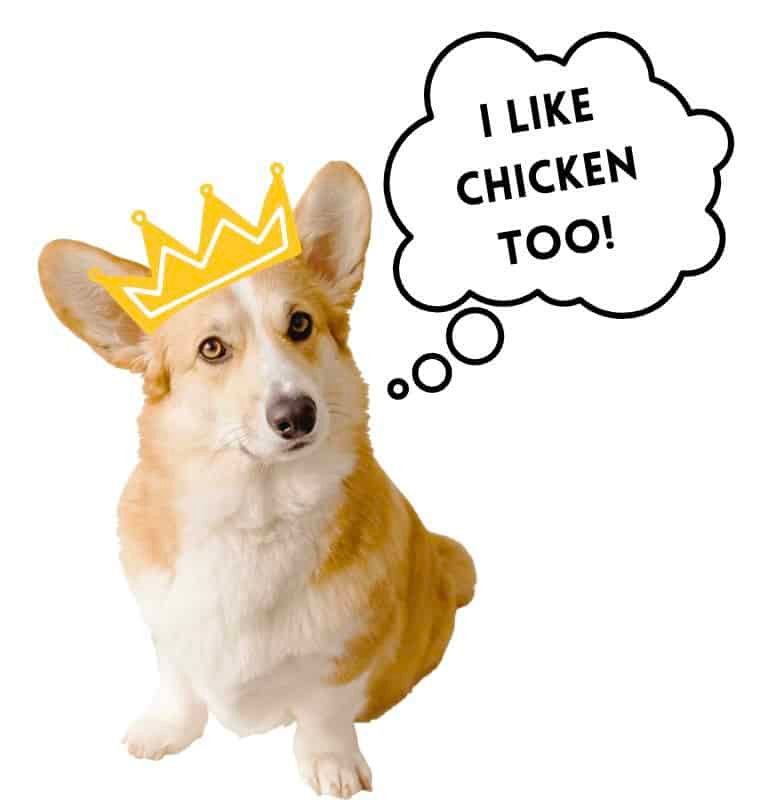 Corgi wearing a crown thinking #I like chicken too!'